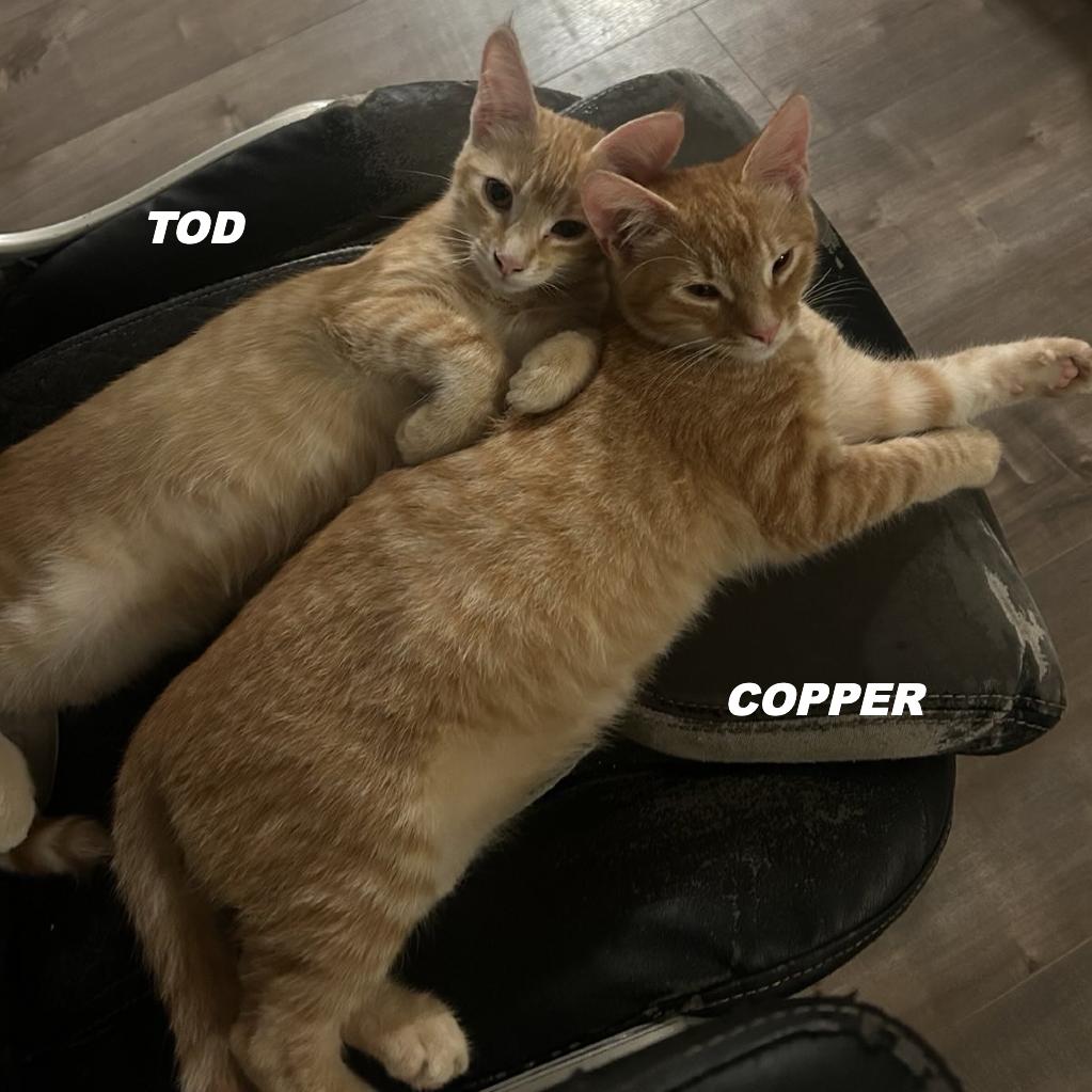 Enlarge Tod, a Adoptable Domestic Short Hair in Elverta, CA image 3/3