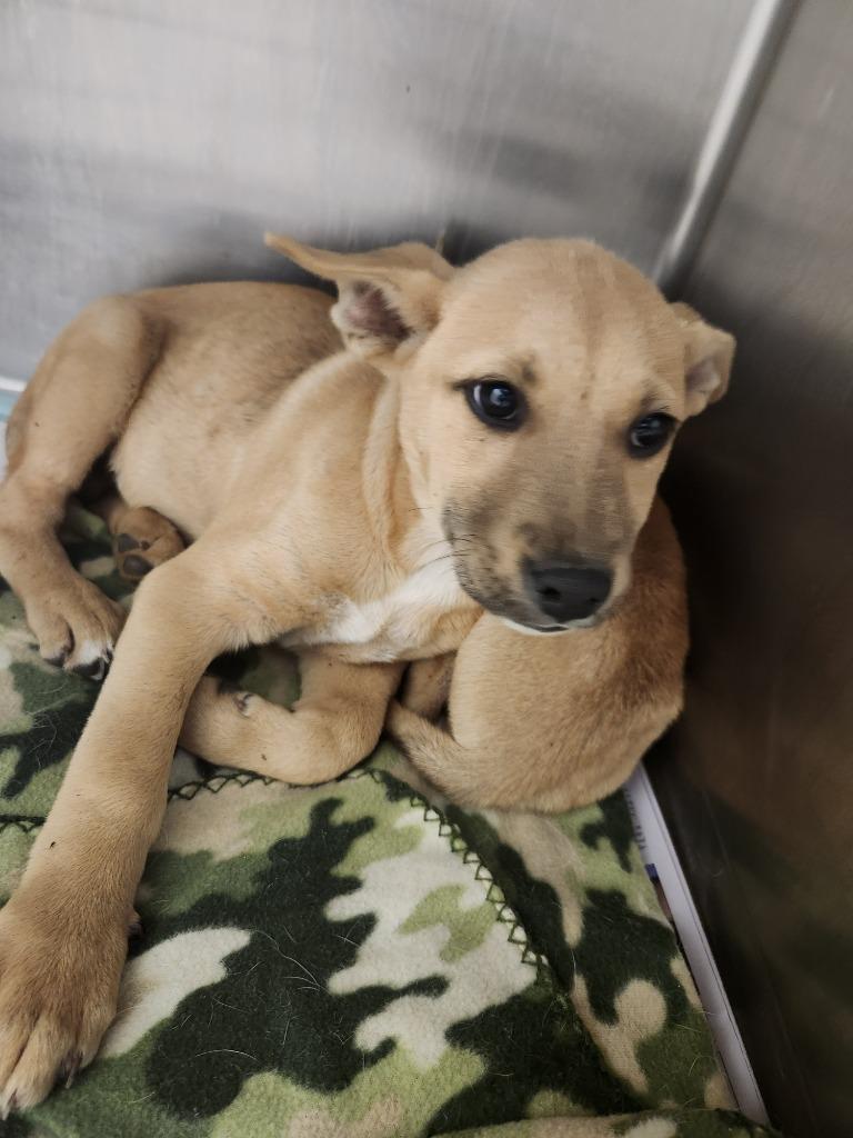 Enlarge Hidden Valley, a Adopted mixed breed in Belton, TX image 1/1