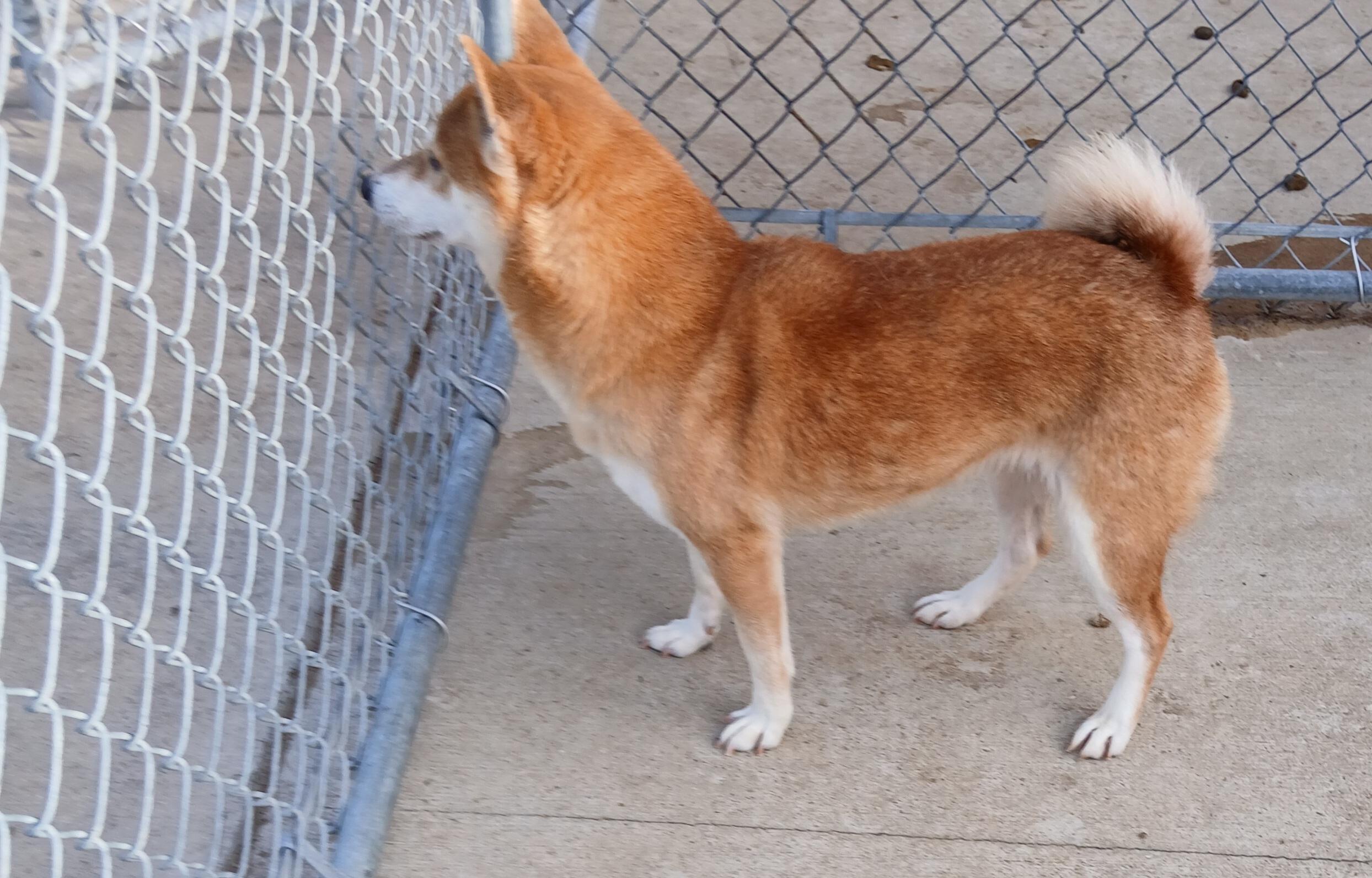Shy, ADOPTABLE, Adult Female Shiba Inu.
