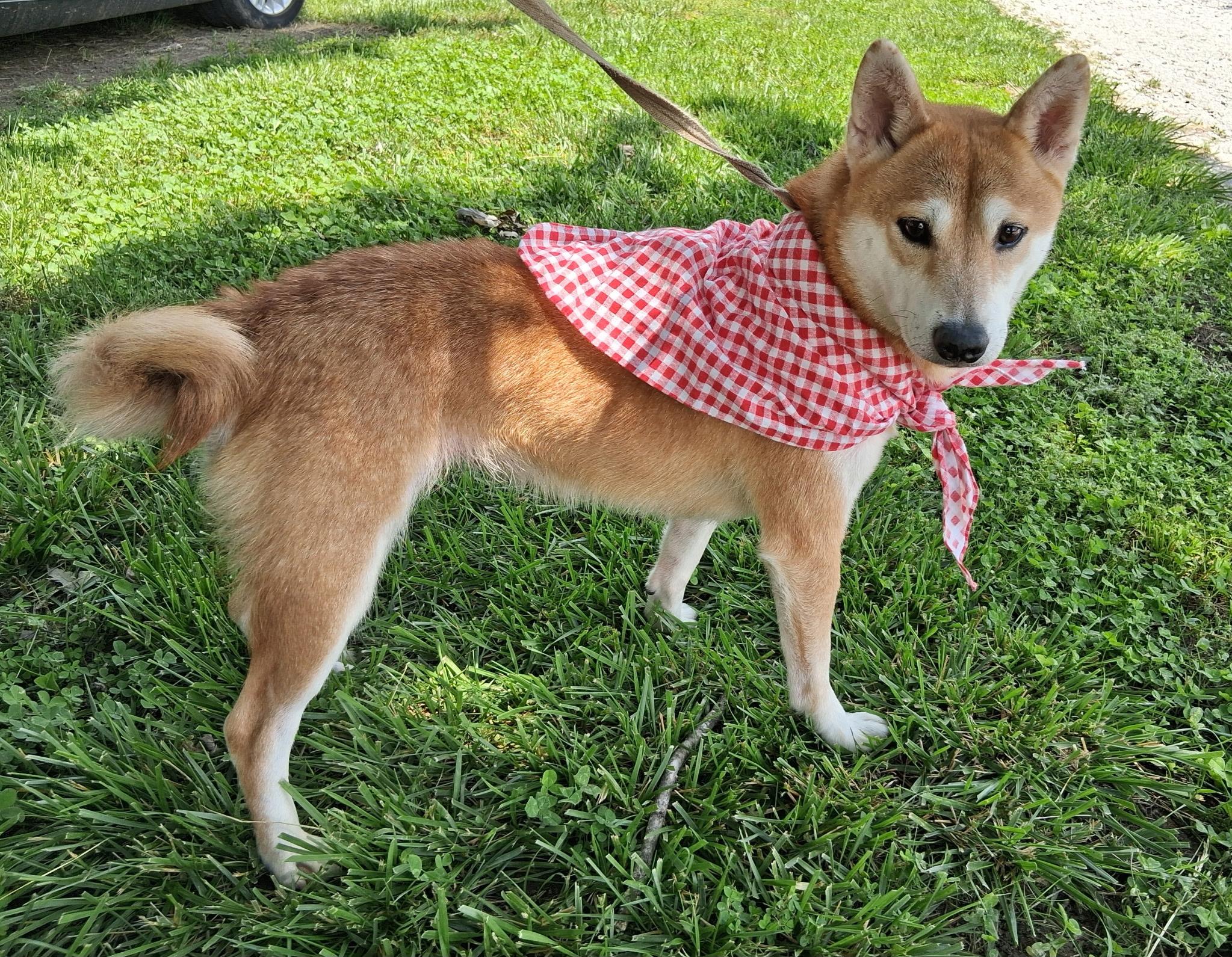 Shy, ADOPTABLE, Adult Female Shiba Inu.