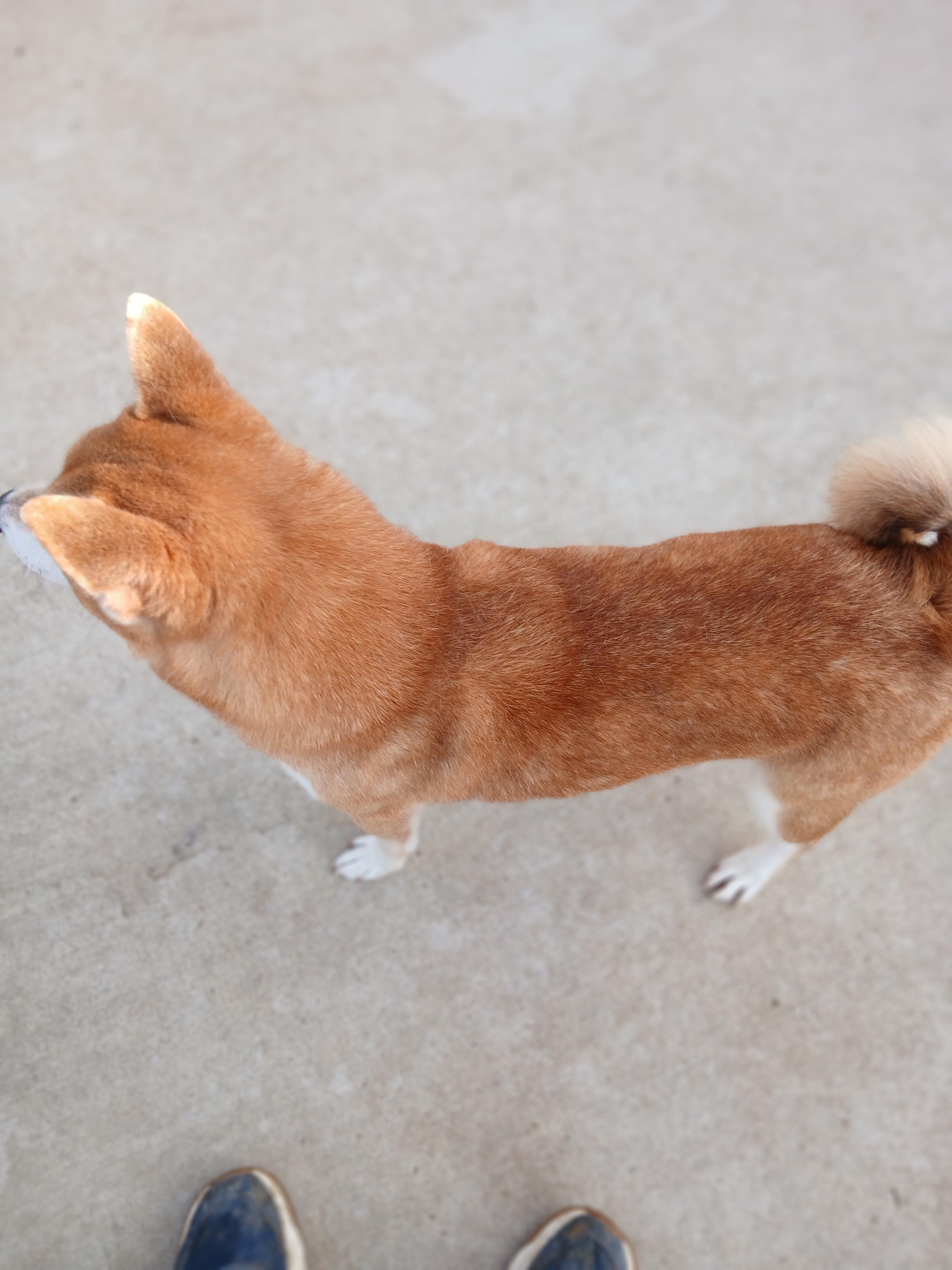Enlarge Shy, a ADOPTABLE Shiba Inu in Hillsboro, MO image 2/2