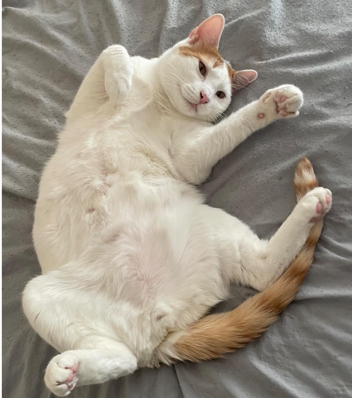 Gizmo, a Adoptable Domestic Short Hair in Columbia, SC image 1/4