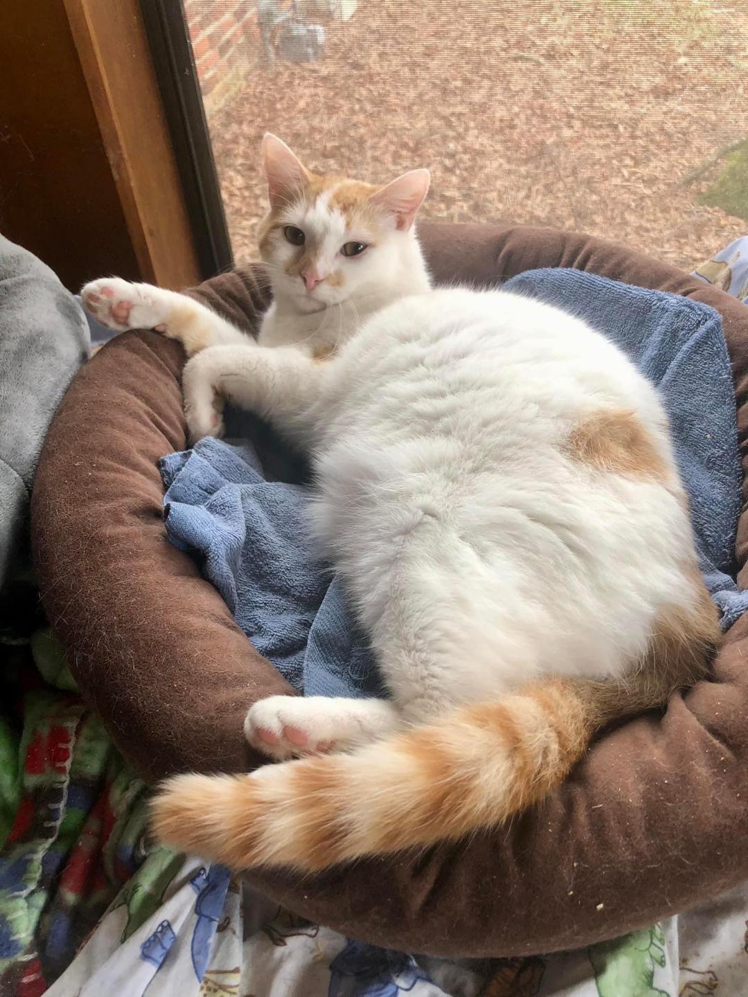 Gizmo, a Adoptable Domestic Short Hair in Columbia, SC image 2/4