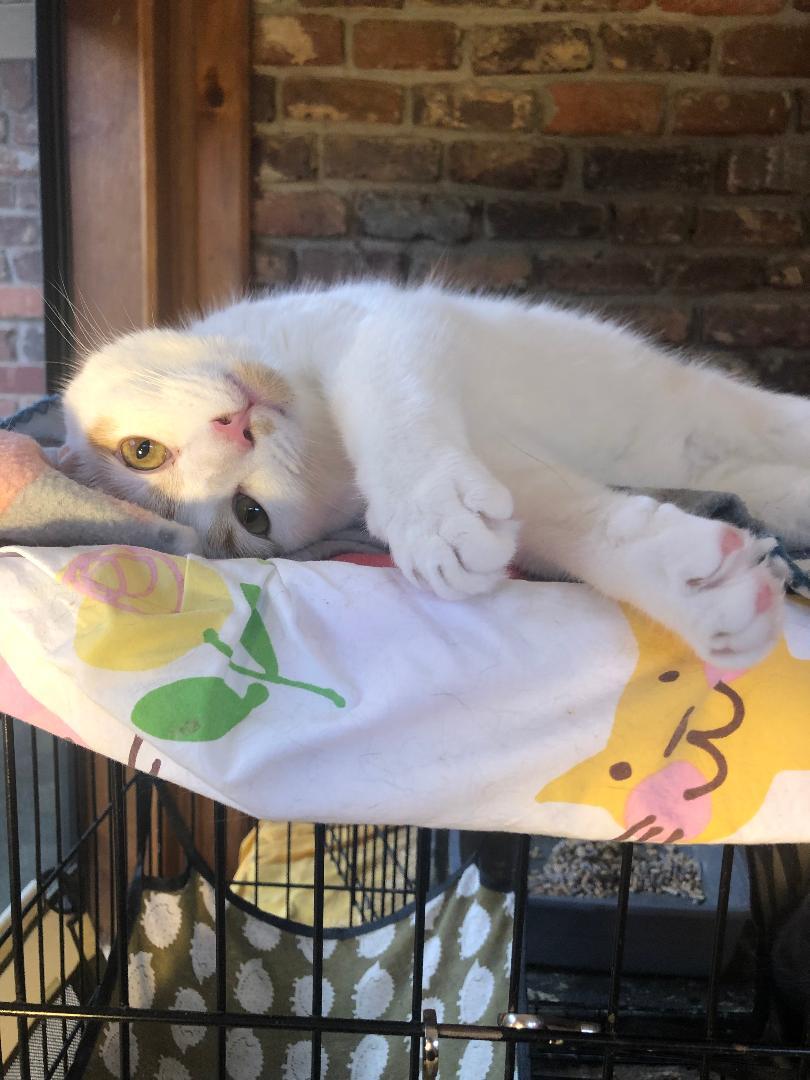 Gizmo, a Adoptable Domestic Short Hair in Columbia, SC image 3/4