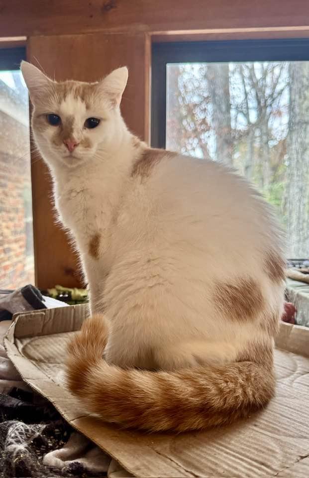 Gizmo, a Adoptable Domestic Short Hair in Columbia, SC image 4/4