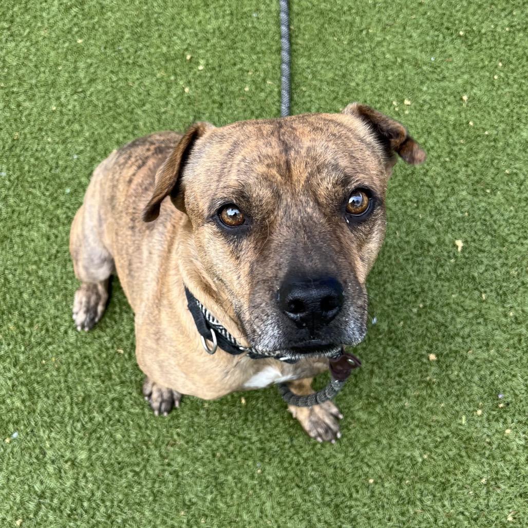 Happy, Adoptable, Adult Male American Staffordshire Terrier.