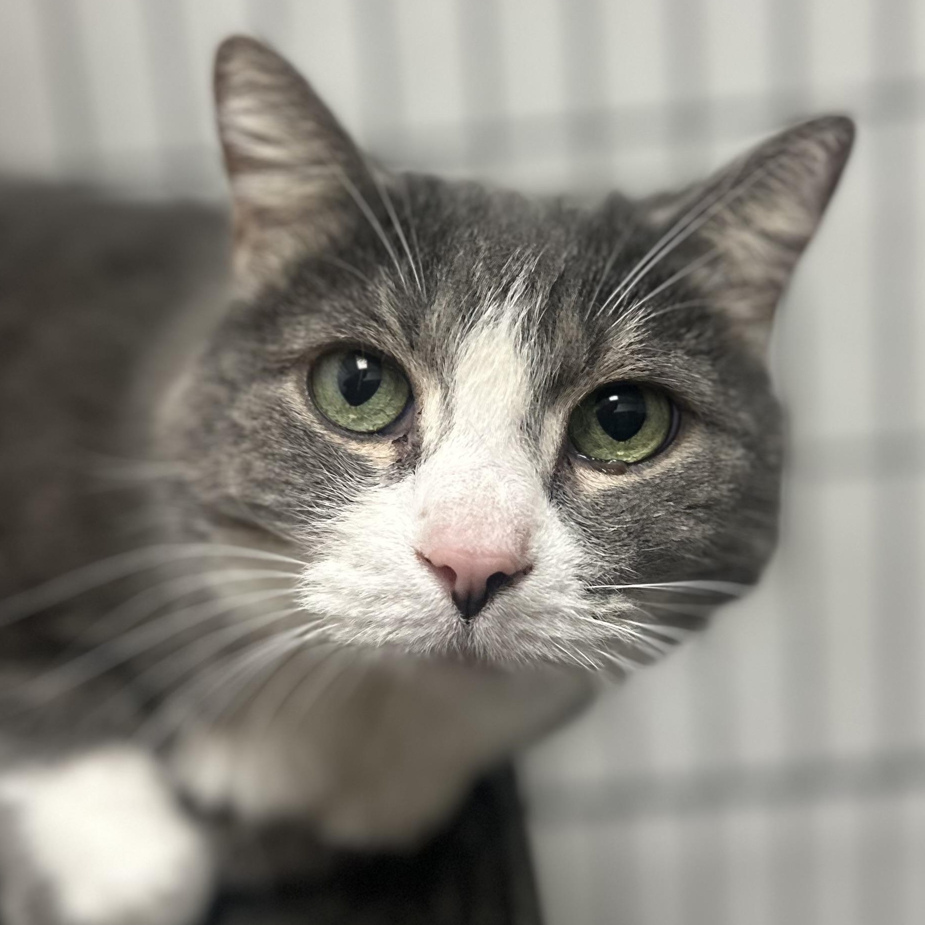 Mel, adopted, Senior Female Domestic Short Hair.