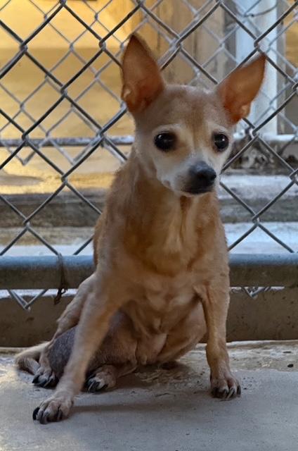 Sissy, Adoptable, Senior Female Chihuahua.