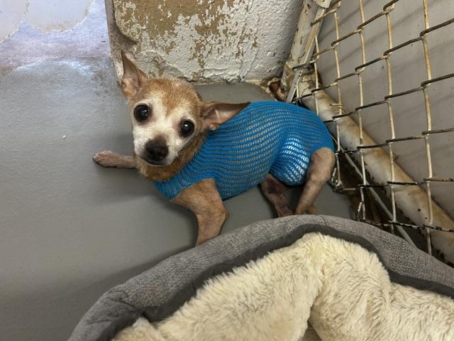 Enlarge Sissy, a Adoptable Chihuahua in Blue Springs, MO image 2/2
