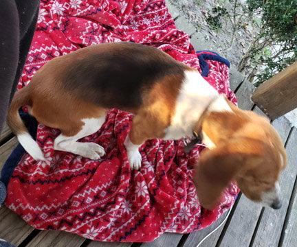 HERMAN, Adopted, Young Male Beagle.