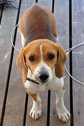 HERMAN, a Adopted Beagle in Mays Landing, NJ image 2/2