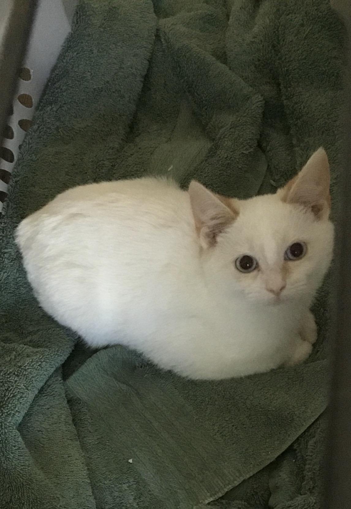 Enlarge Ember, a Adopted mixed breed in Williamsburg, VA image 1/1