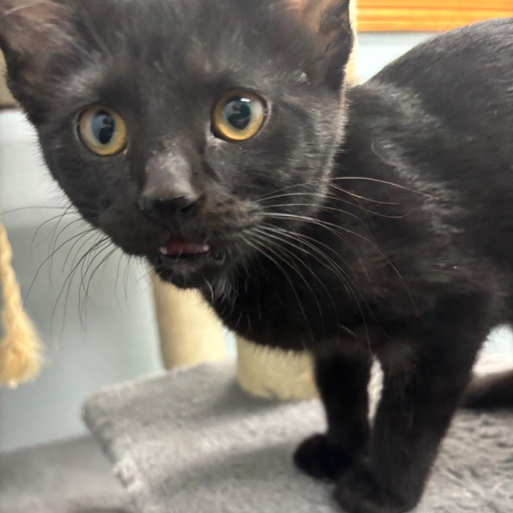 Enlarge Elvira, a Adoptable Domestic Short Hair in Crookston, MN image 2/4