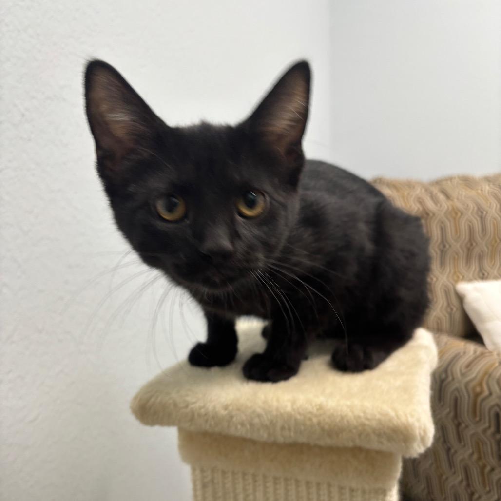 Enlarge Elvira, a Adoptable Domestic Short Hair in Crookston, MN image 1/4