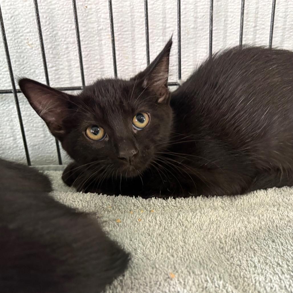 Enlarge Elvira, a Adoptable Domestic Short Hair in Crookston, MN image 3/4