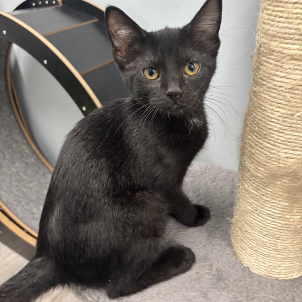 Enlarge Elvira, a Adoptable Domestic Short Hair in Crookston, MN image 4/4