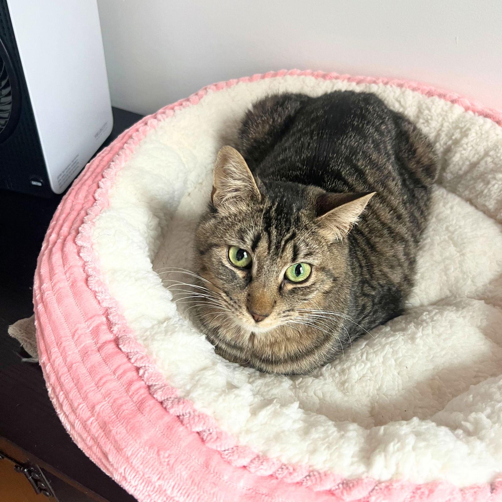 Sir Isaac Mewton, Adoptable, Adult Male Domestic Short Hair.