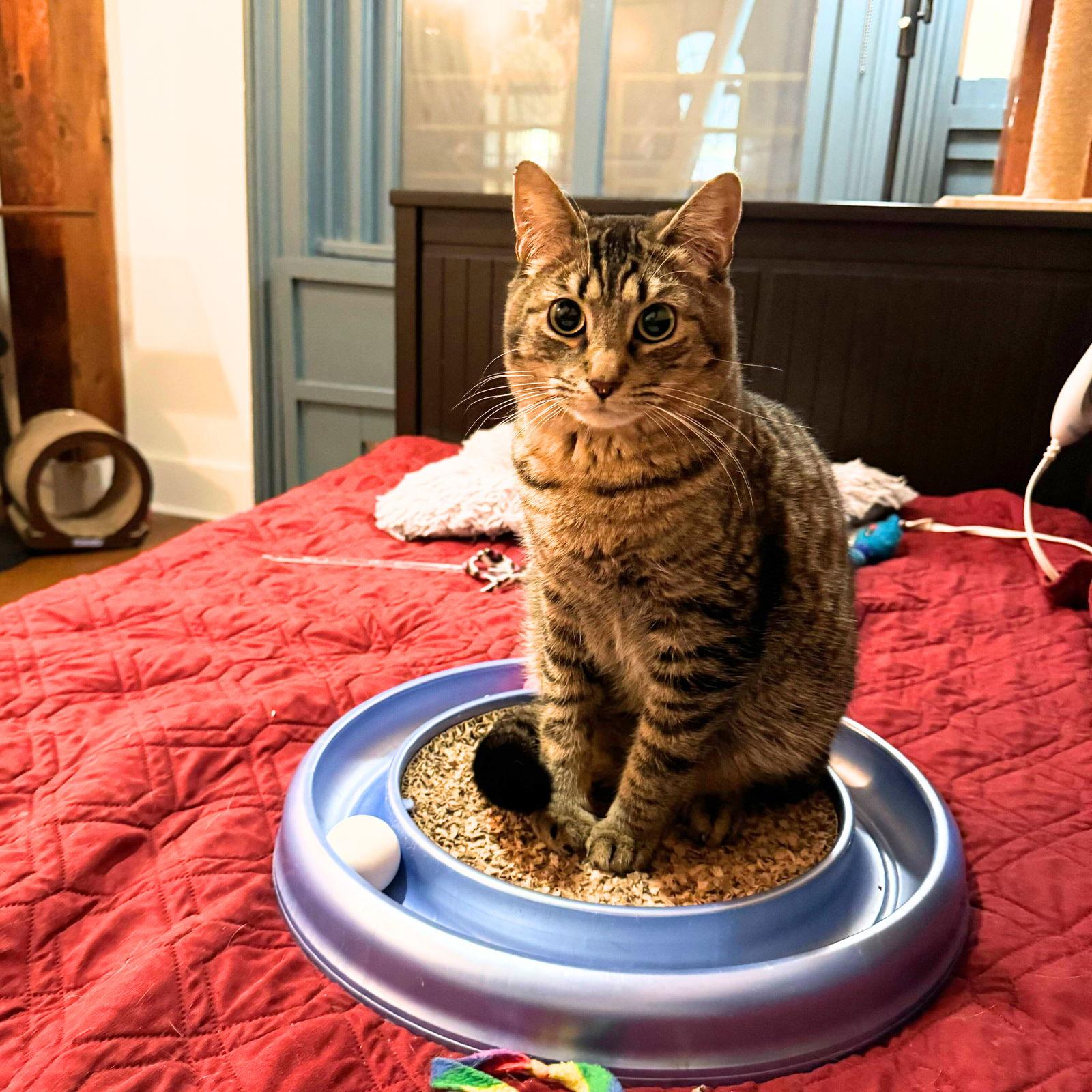 Sir Isaac Mewton, a Adoptable Domestic Short Hair in Brooklyn, NY image 2/3