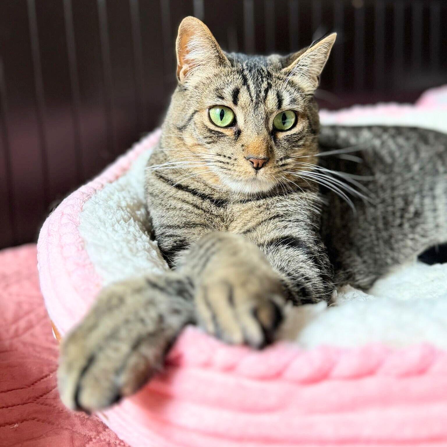 Sir Isaac Mewton, a Adoptable Domestic Short Hair in Brooklyn, NY image 3/3