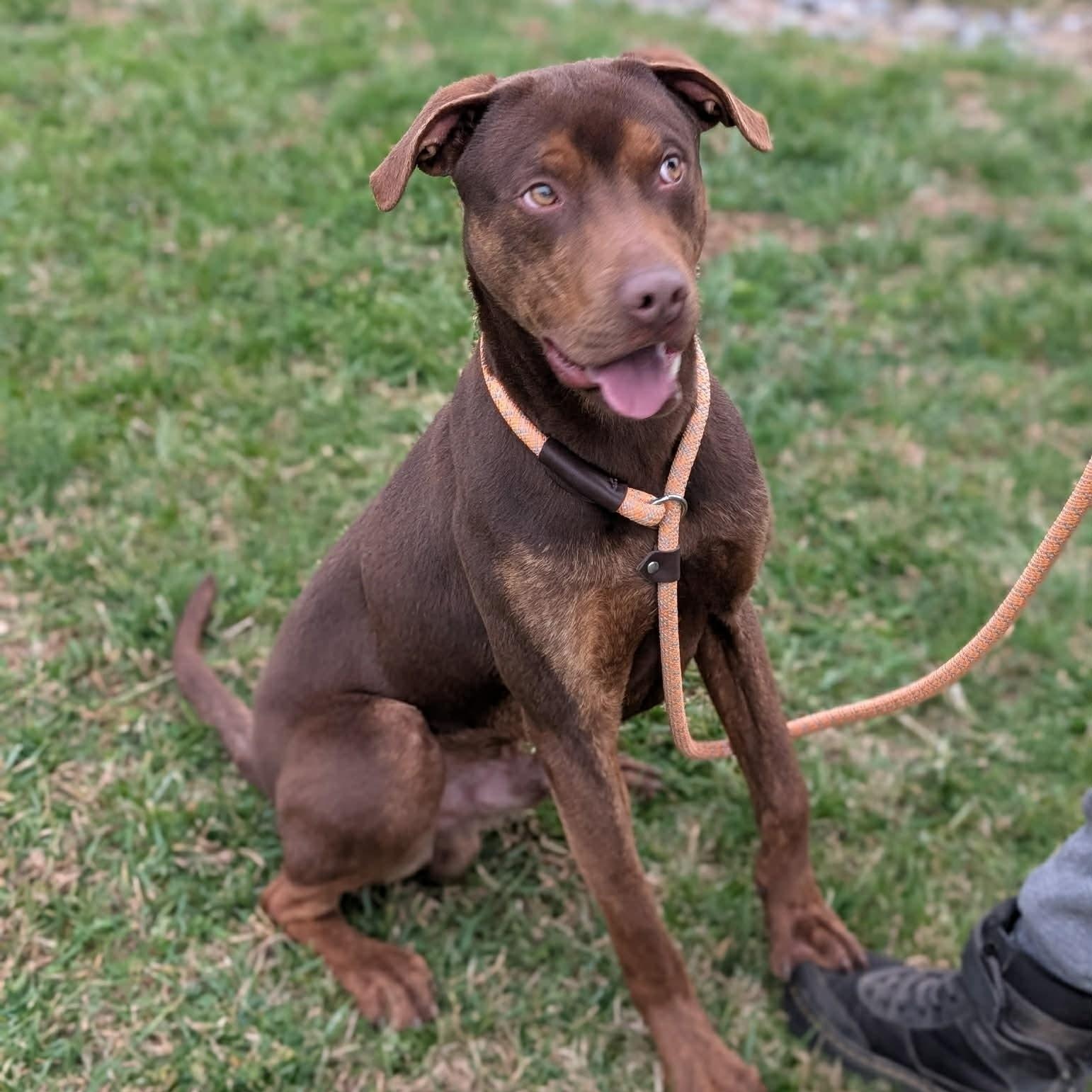 Enlarge Dan, a ADOPTABLE mixed breed in Somers, CT image 4/6