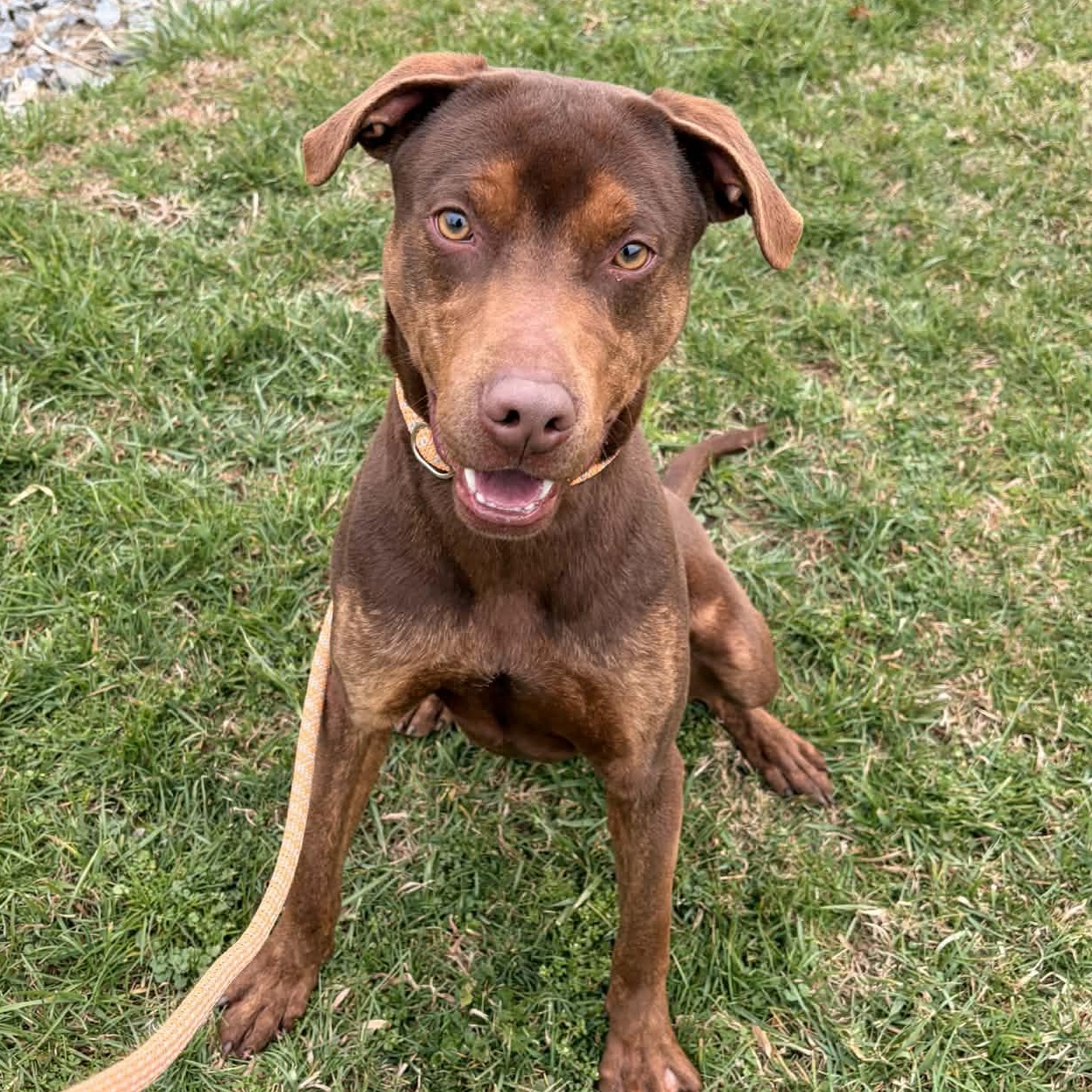 Enlarge Dan, a ADOPTABLE mixed breed in Somers, CT image 3/6