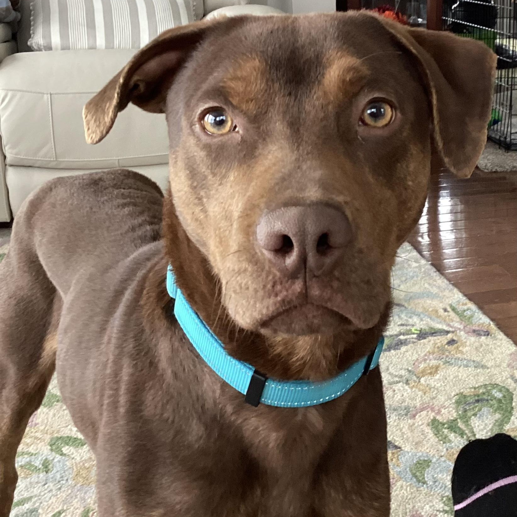 Dan, ADOPTABLE, Young Male Chocolate Labrador Retriever & Doberman Pinscher.