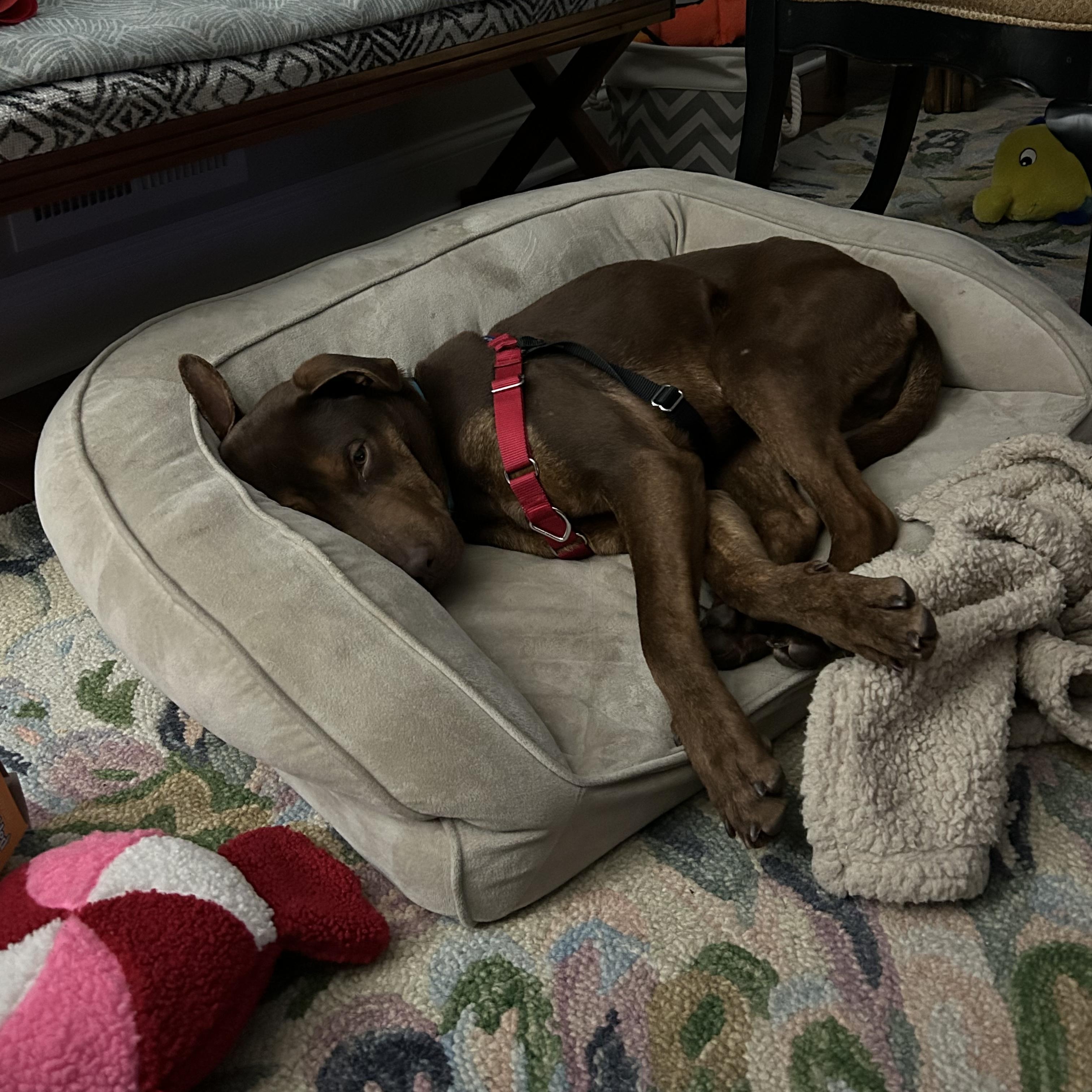 Enlarge Dan, a ADOPTABLE mixed breed in Somers, CT image 2/6