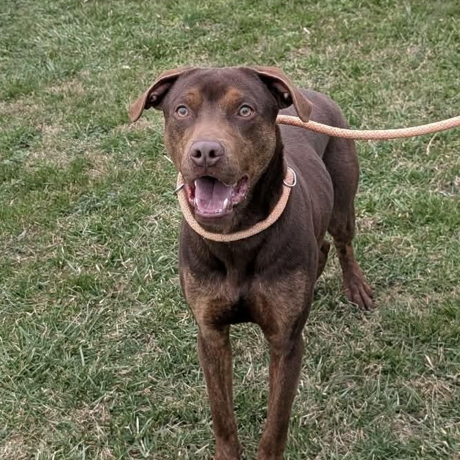 Enlarge Dan, a ADOPTABLE mixed breed in Somers, CT image 1/6