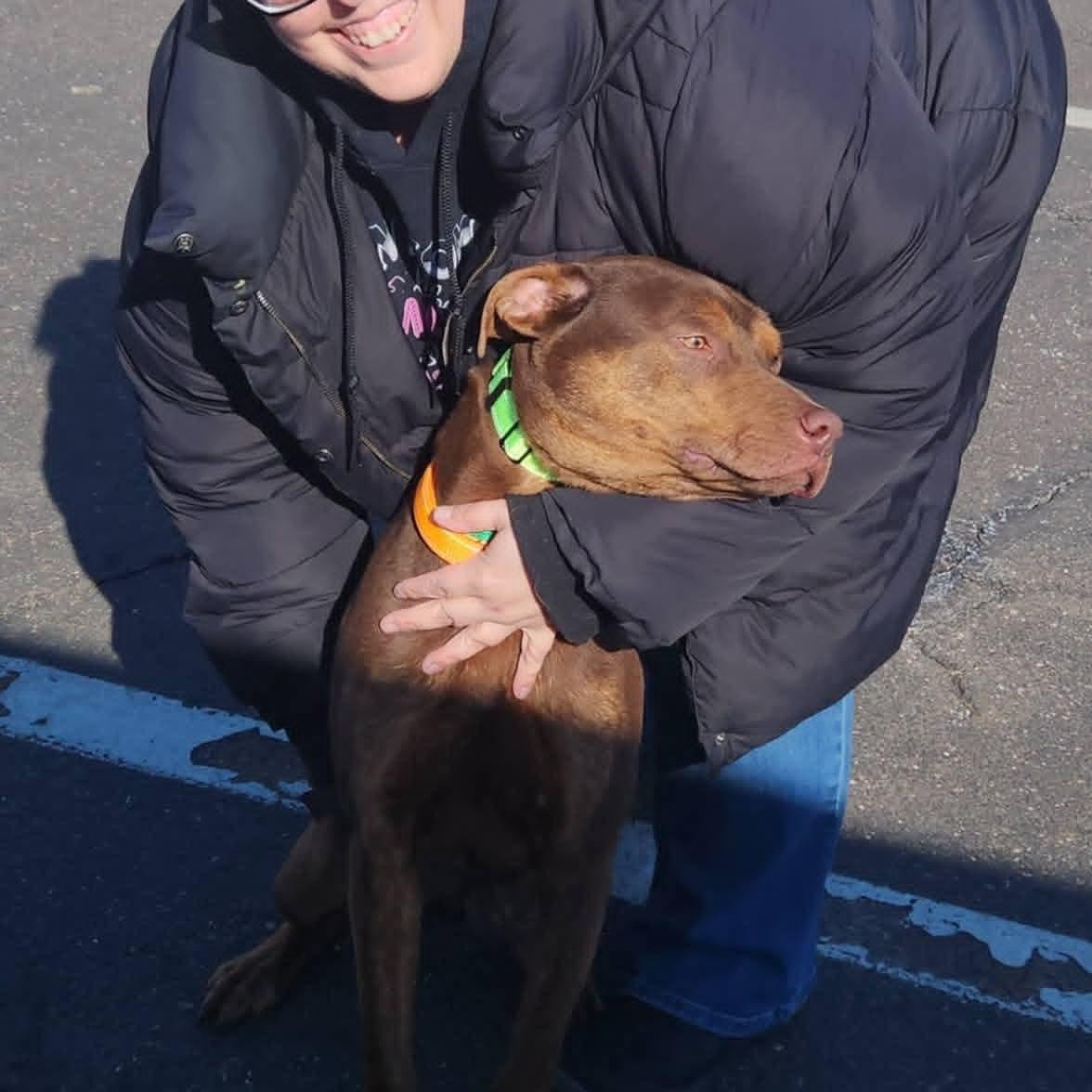 Enlarge Dan, a ADOPTABLE mixed breed in Somers, CT image 6/6