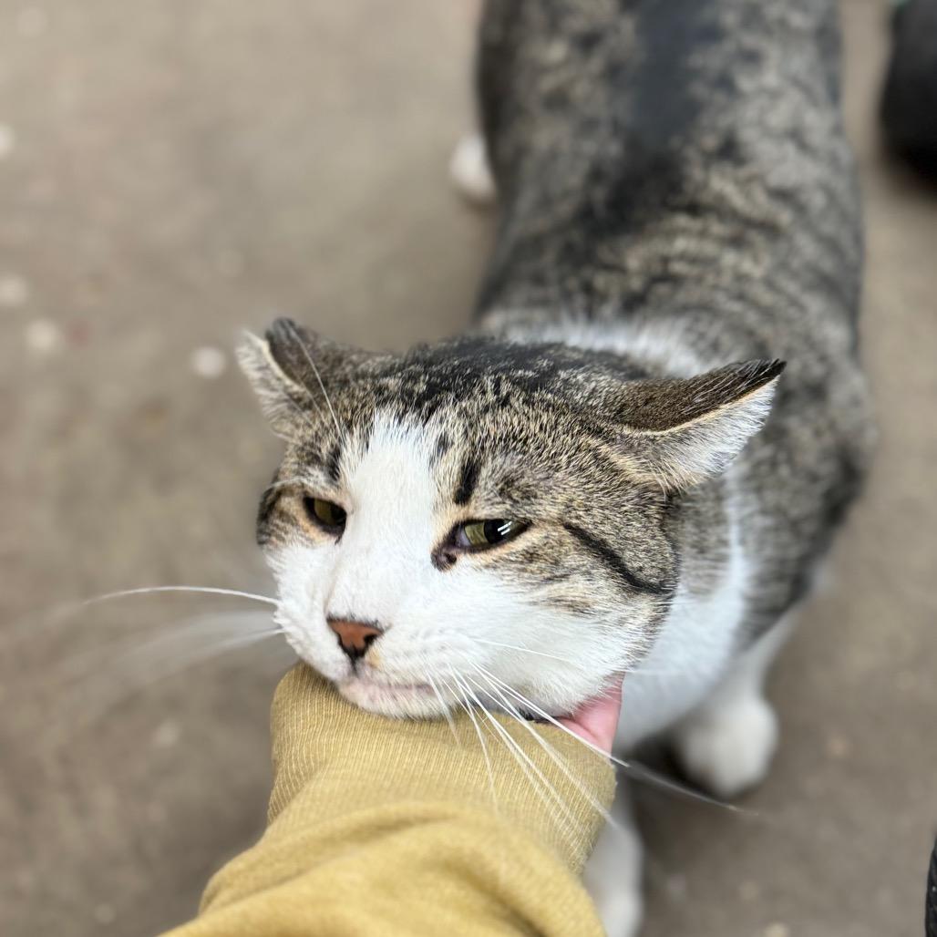 TIMMY 25-89, Adoptable, Young Male Domestic Short Hair.