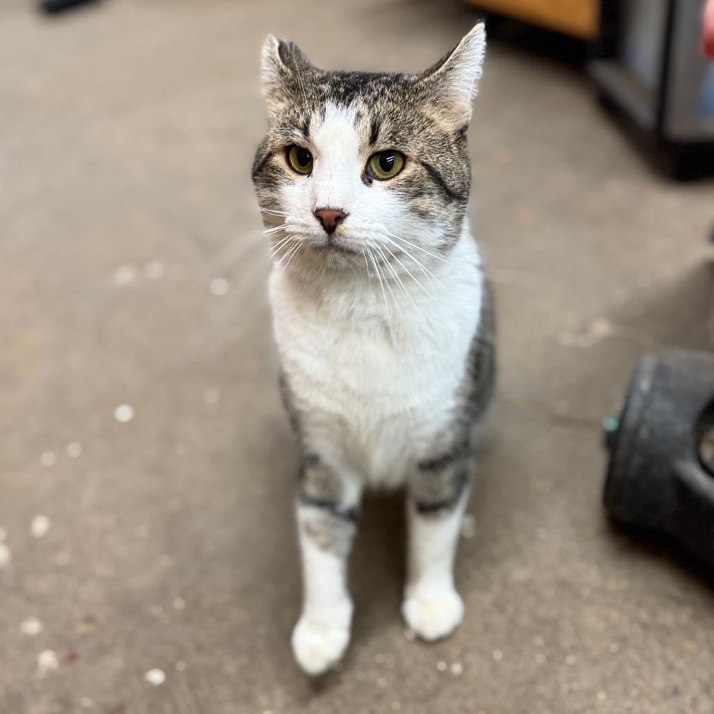 TIMMY 25-89, a Adoptable Domestic Short Hair in Bottineau, ND image 2/4