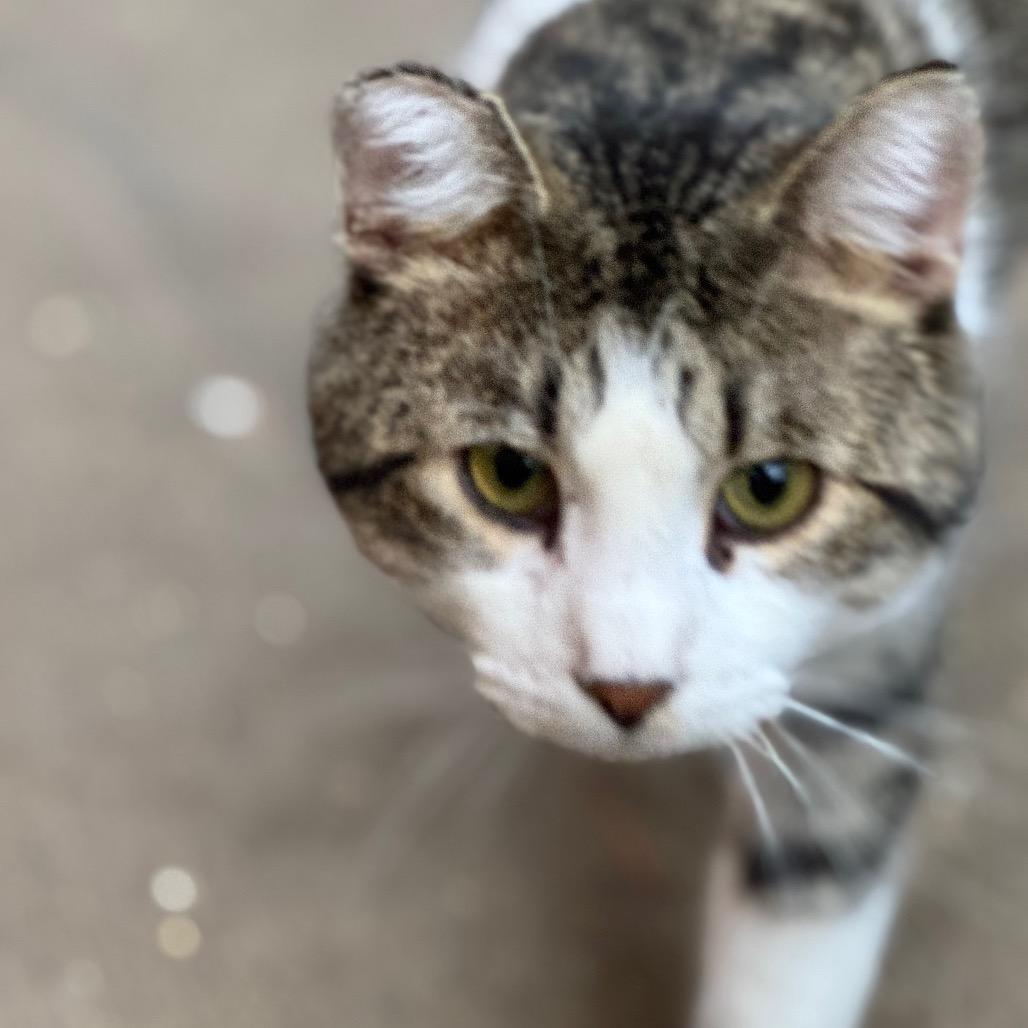 TIMMY 25-89, a Adoptable Domestic Short Hair in Bottineau, ND image 3/4