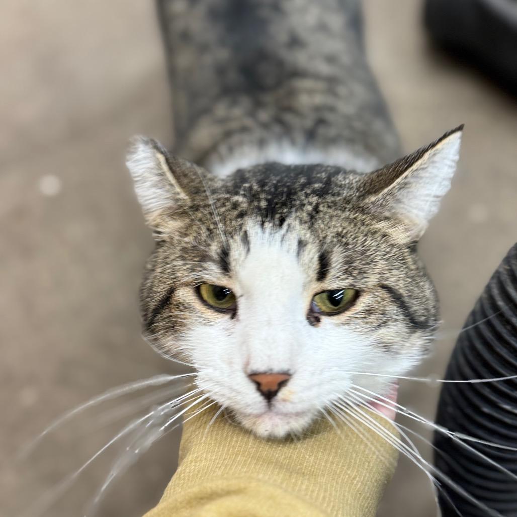 TIMMY 25-89, a Adoptable Domestic Short Hair in Bottineau, ND image 4/4