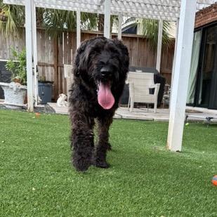 Enlarge Roxy, a Adoptable Black Russian Terrier in Houston, TX image 1/6