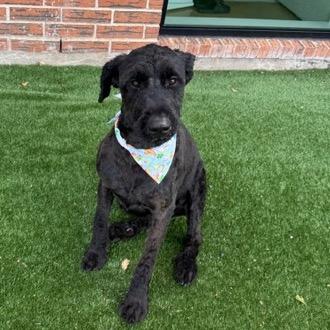 Enlarge Roxy, a Adoptable Black Russian Terrier in Houston, TX image 2/6