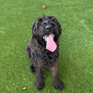Enlarge Roxy, a Adoptable Black Russian Terrier in Houston, TX image 3/6