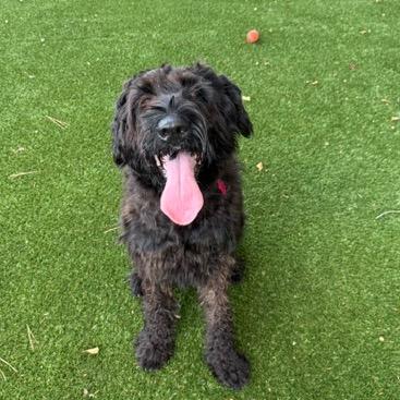 Enlarge Roxy, a Adoptable Black Russian Terrier in Houston, TX image 4/6