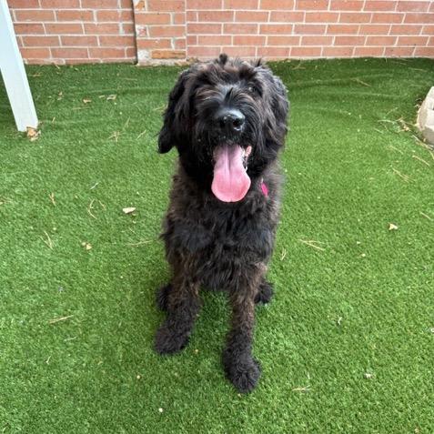 Enlarge Roxy, a Adoptable Black Russian Terrier in Houston, TX image 5/6