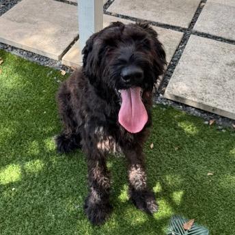 Enlarge Roxy, a Adoptable Black Russian Terrier in Houston, TX image 6/6