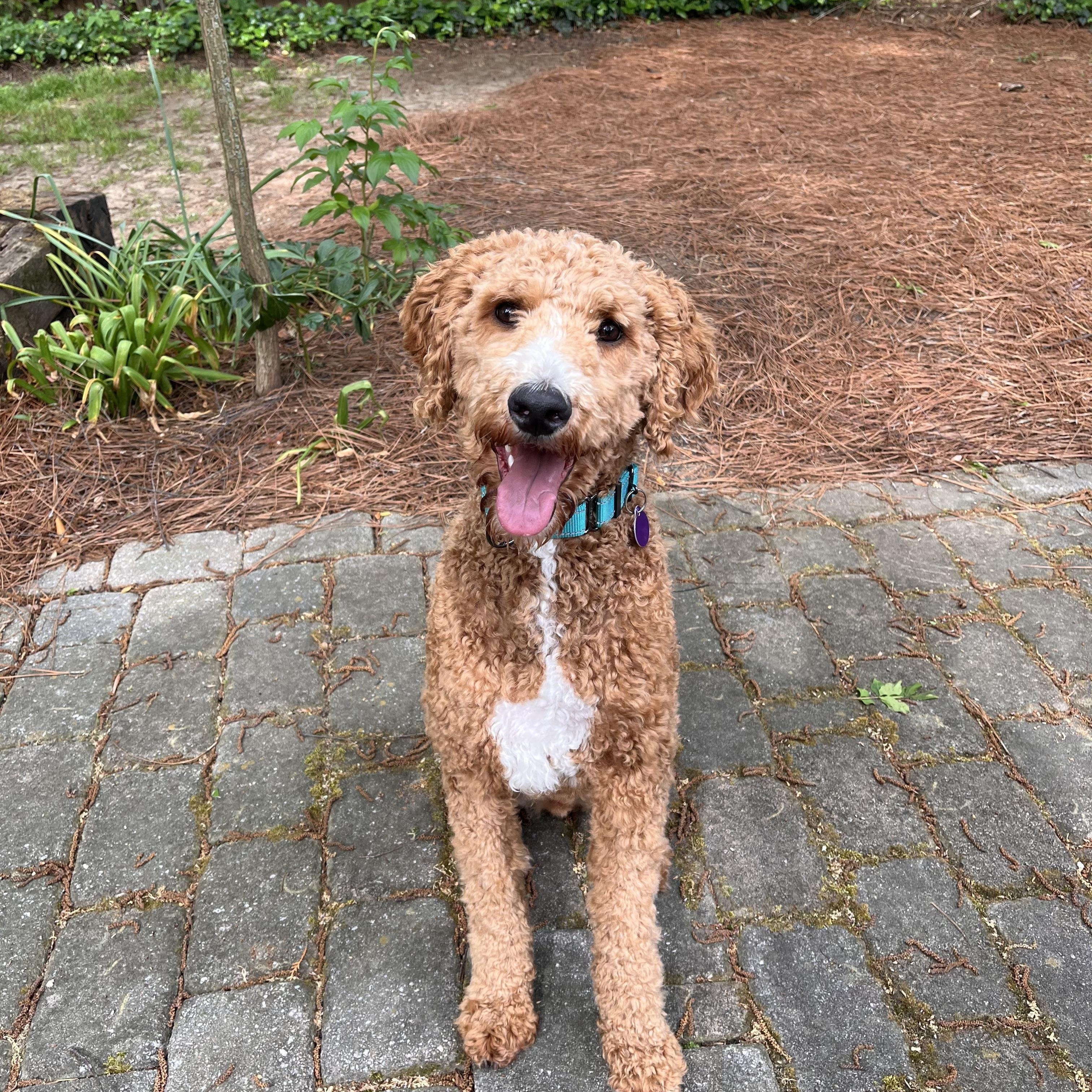 Enlarge Kai, a ADOPTABLE mixed breed in Atlanta, GA image 3/4