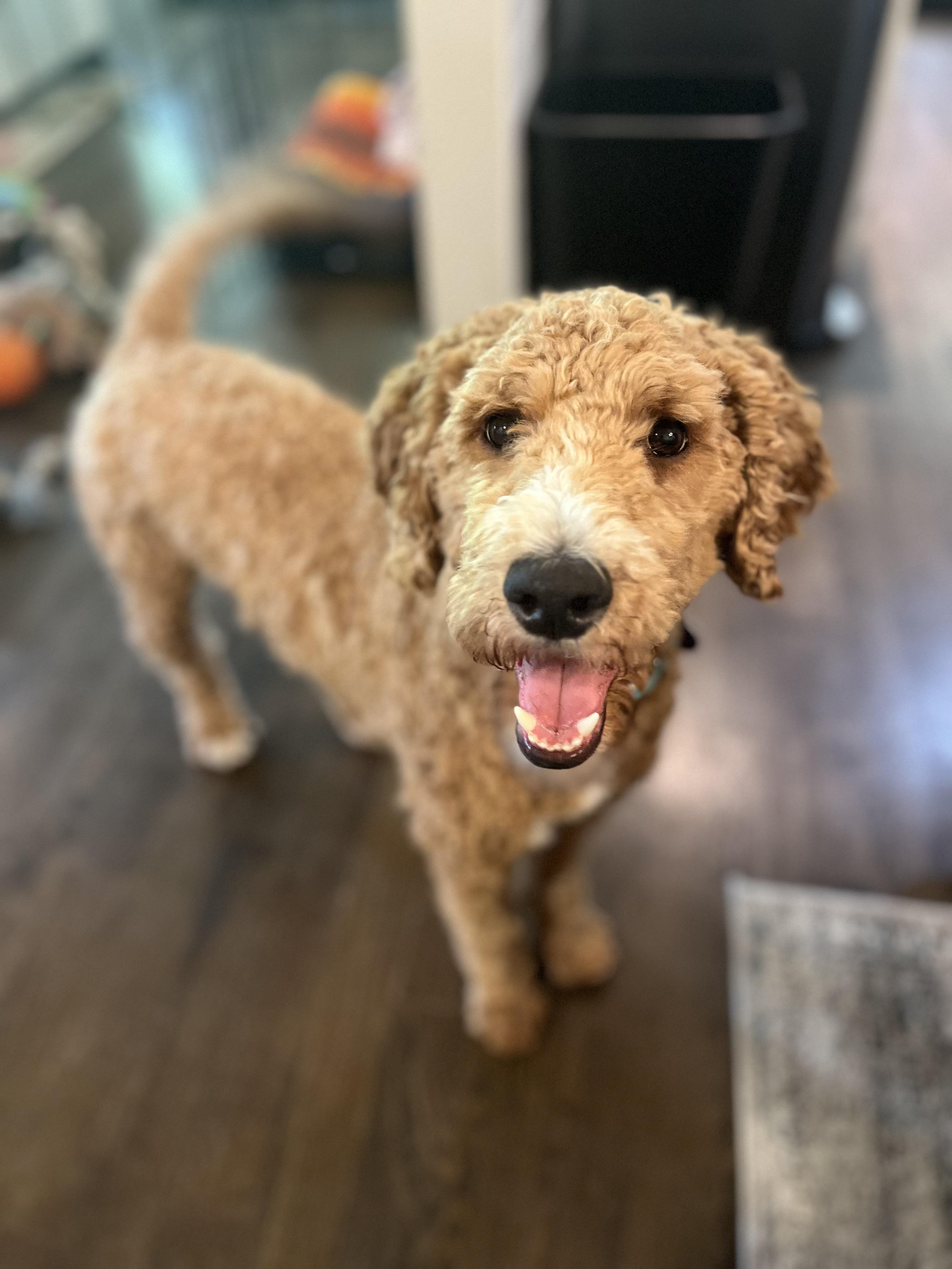 Enlarge Kai, a ADOPTABLE mixed breed in Atlanta, GA image 1/4