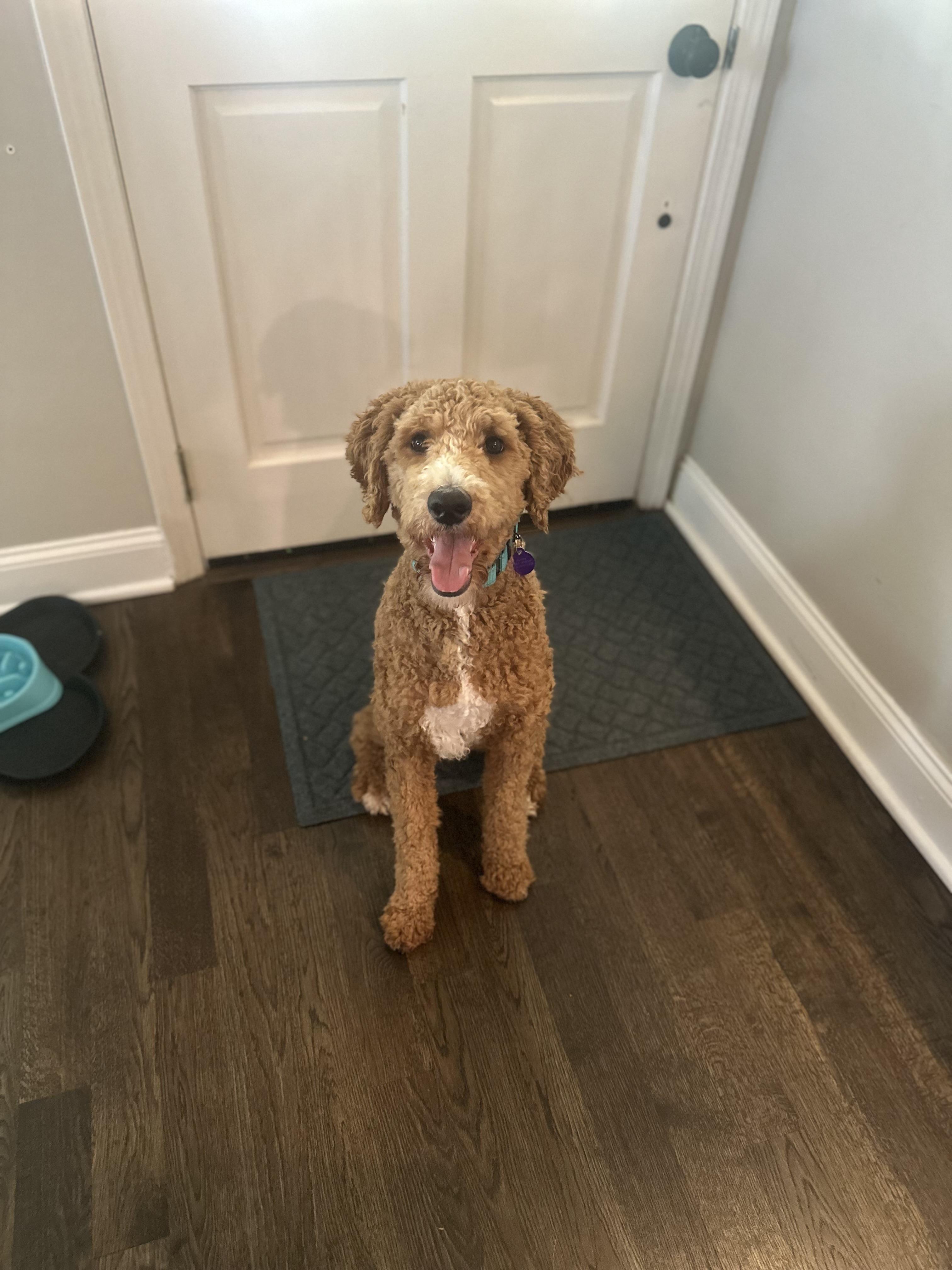 Enlarge Kai, a ADOPTABLE mixed breed in Atlanta, GA image 4/4