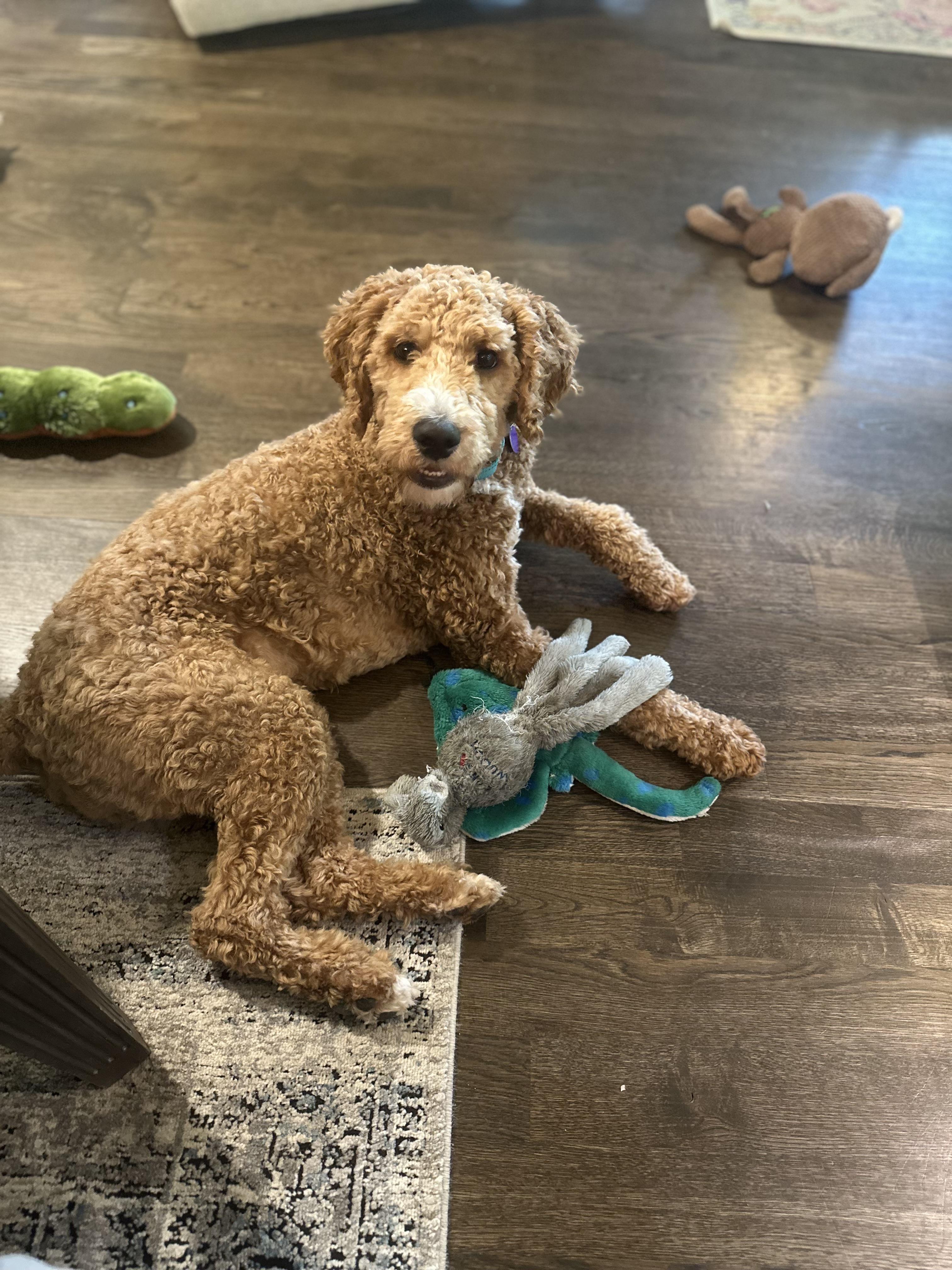 Enlarge Kai, a ADOPTABLE mixed breed in Atlanta, GA image 2/4