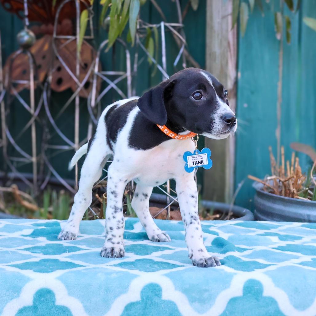 Tank, Adoptable, Puppy Male Terrier.