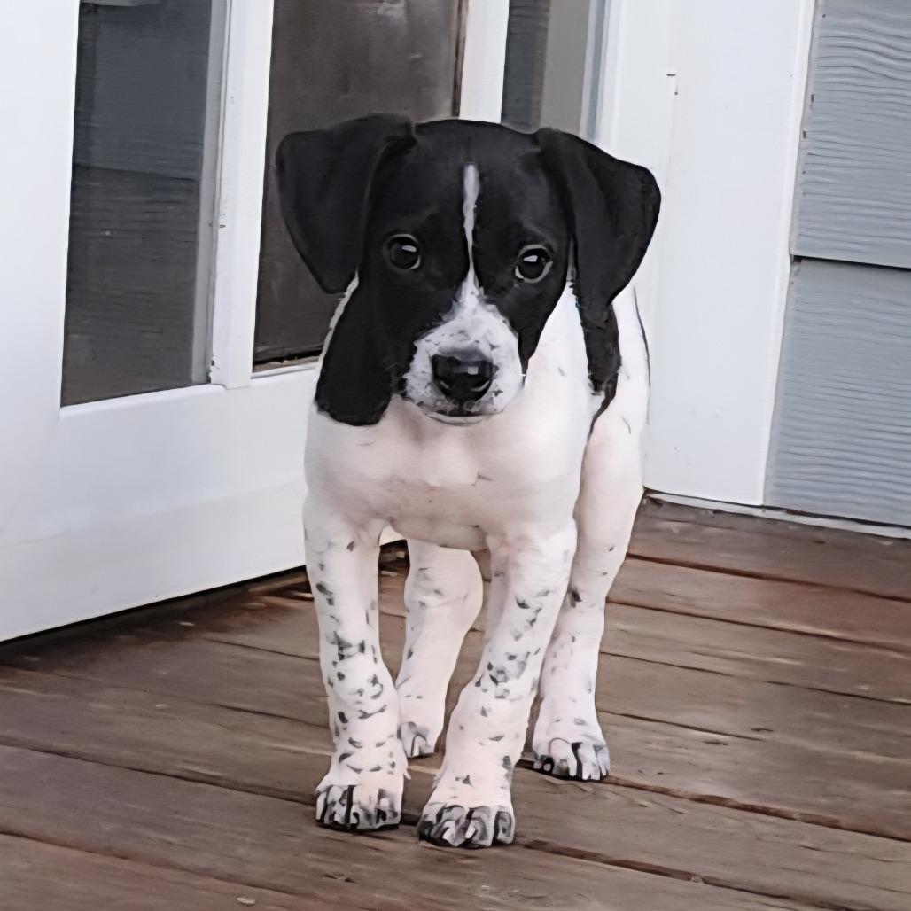 Tank, a Adoptable Terrier in Wake Forest, NC image 2/6