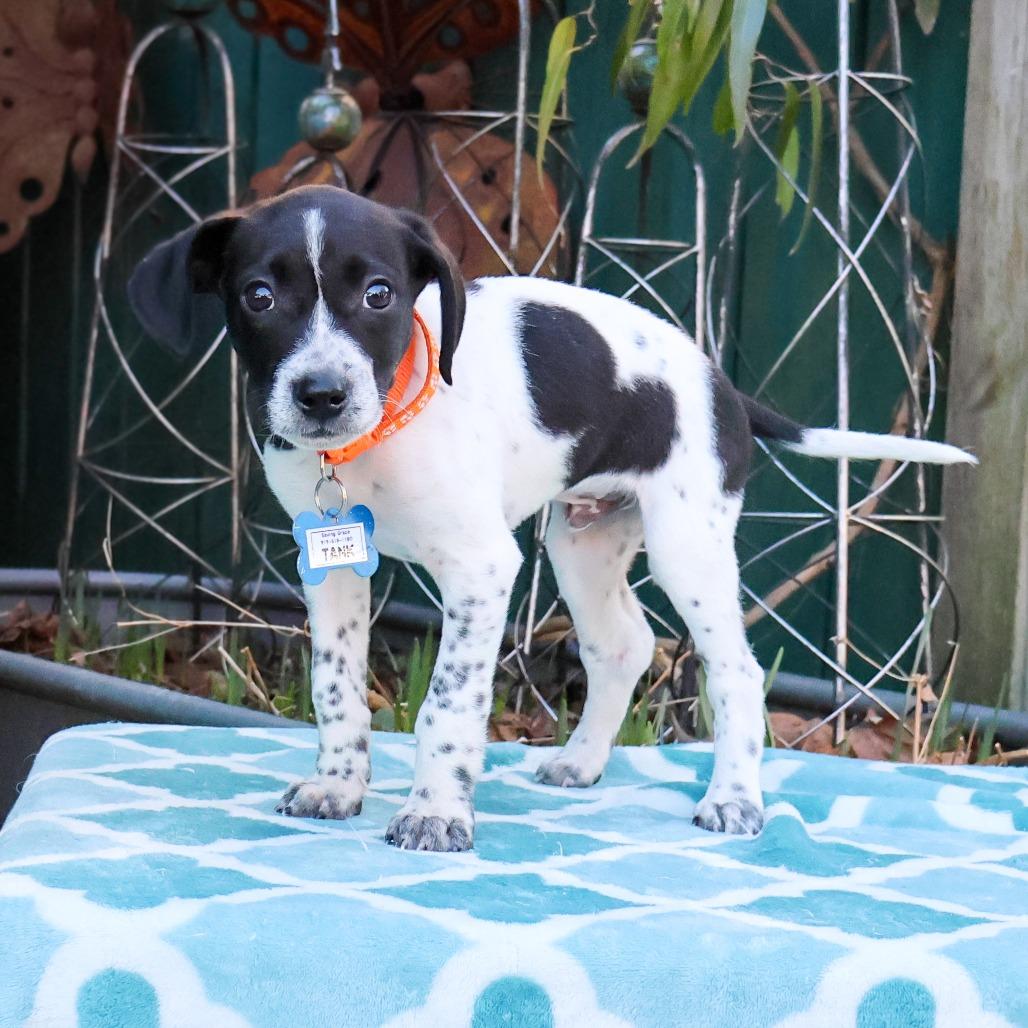 Tank, a Adoptable Terrier in Wake Forest, NC image 3/6