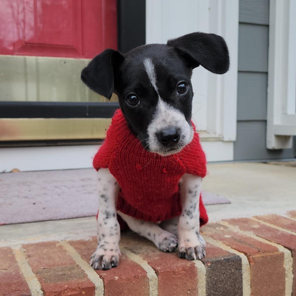 Tank, a Adoptable Terrier in Wake Forest, NC image 4/6
