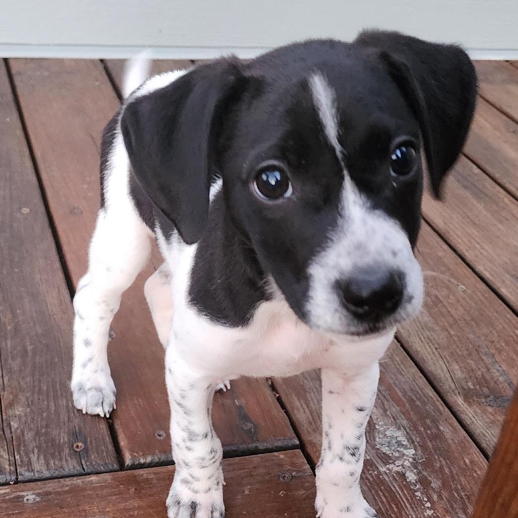 Tank, a Adoptable Terrier in Wake Forest, NC image 5/6