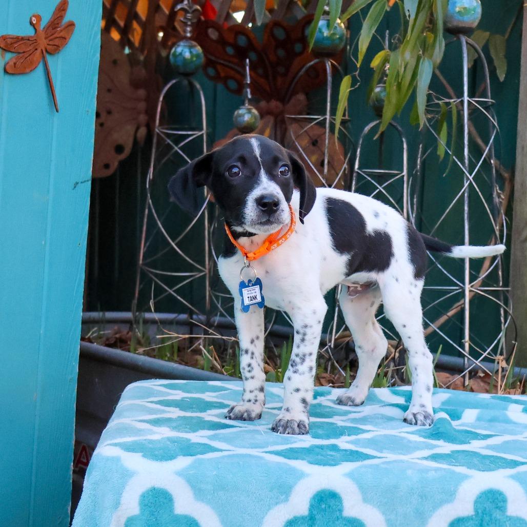 Tank, a Adoptable Terrier in Wake Forest, NC image 6/6