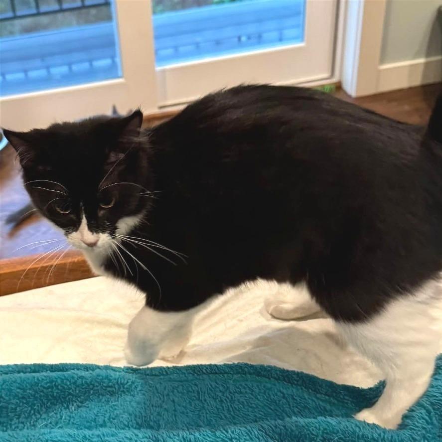 Enlarge Mira, a Adoptable Domestic Medium Hair in Washougal, WA image 1/2